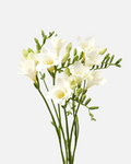 Freesia White