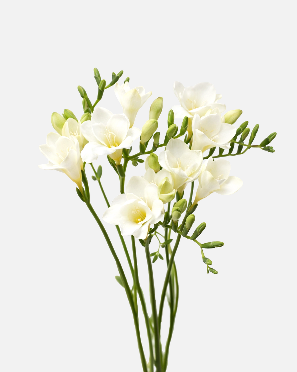 Freesia White