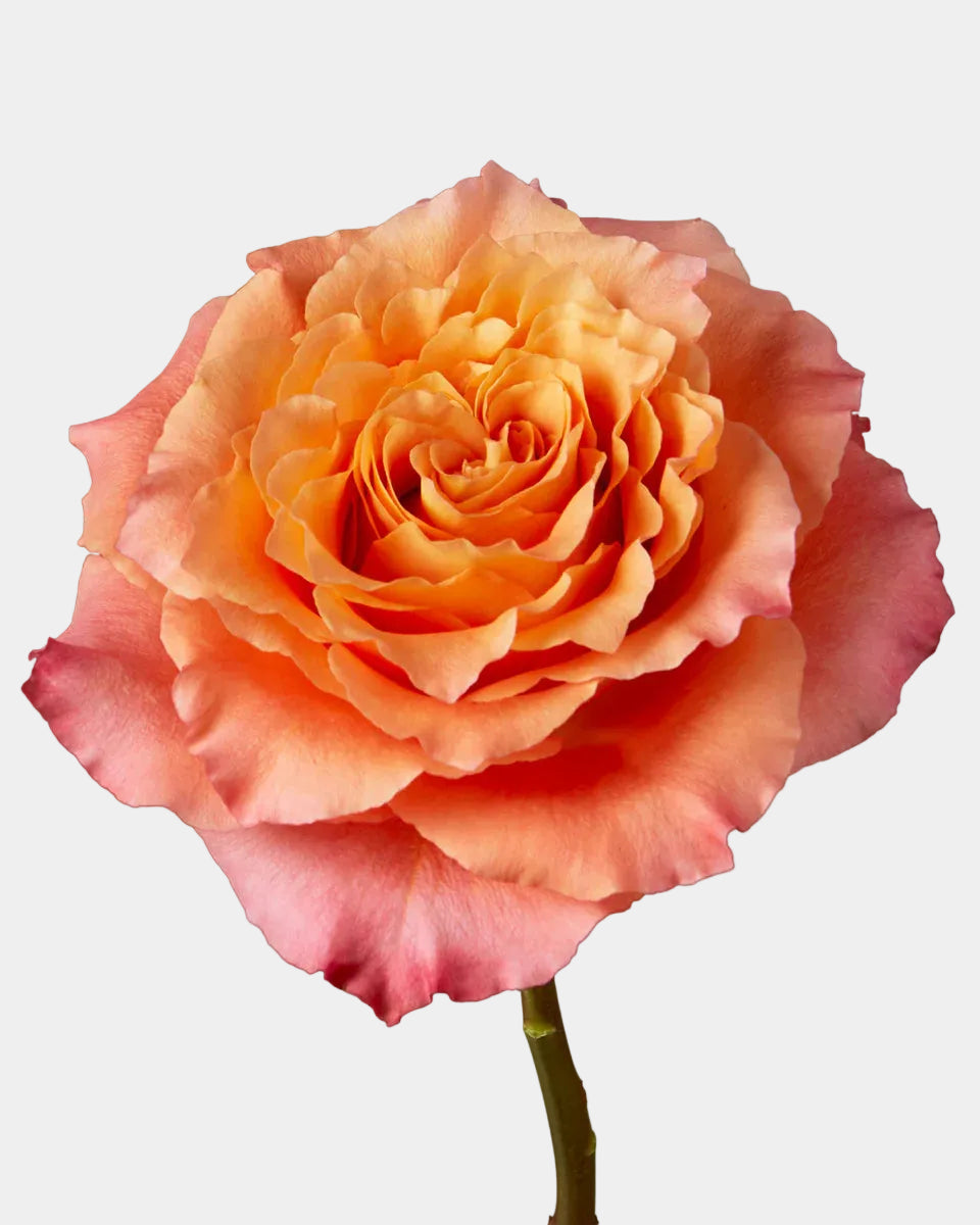Free Spirit Roses Orange Long