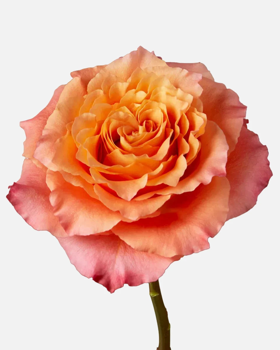 Free Spirit Roses Orange Short