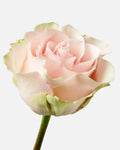 Frutetto Roses Pink Short