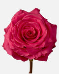 Full Monty Roses Hot Pink Long