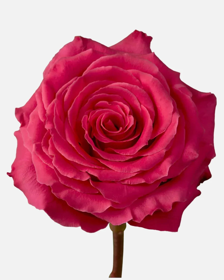 Full Monty Roses Hot Pink Long