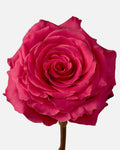 Full Monty Rose Hot Pink Short