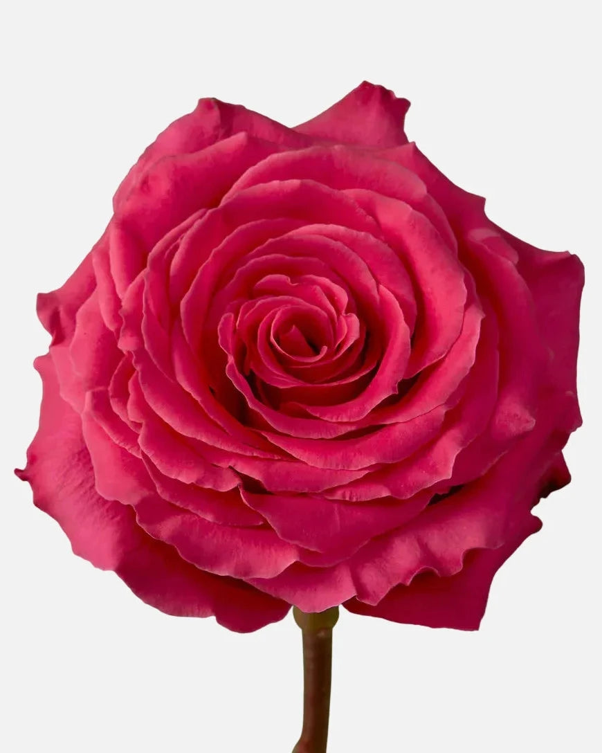 Full Monty Rose Hot Pink Short