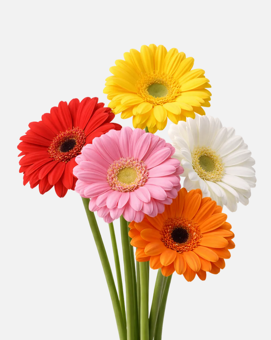 Caja Surtida de Gerbera