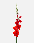 Gladiolus Red