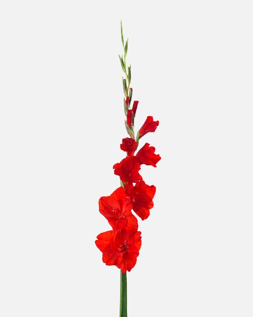 Gladiolus Red