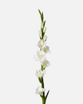 Gladiolus White