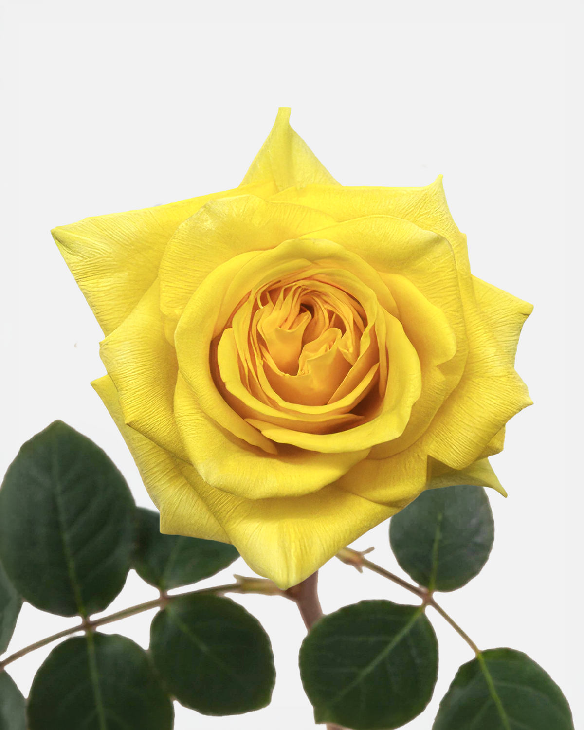 Gold Finch Roses Short