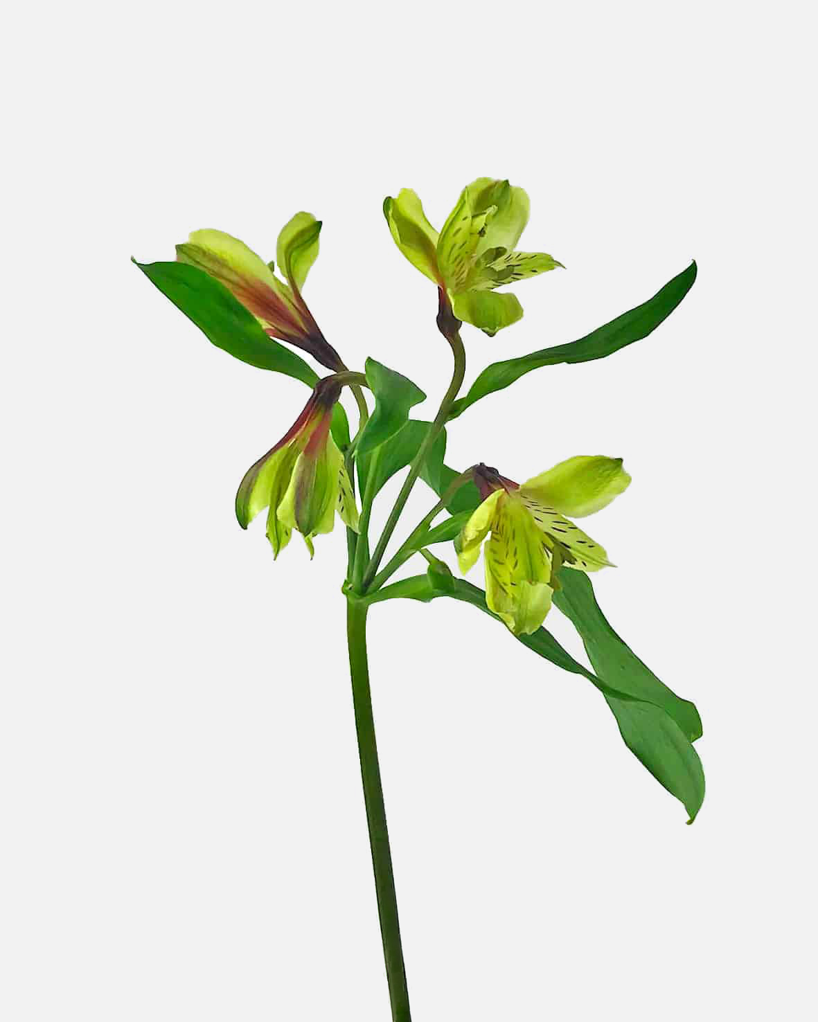 Alstroemeria Green