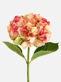 Hydrangea Antique Tinted Jumbo