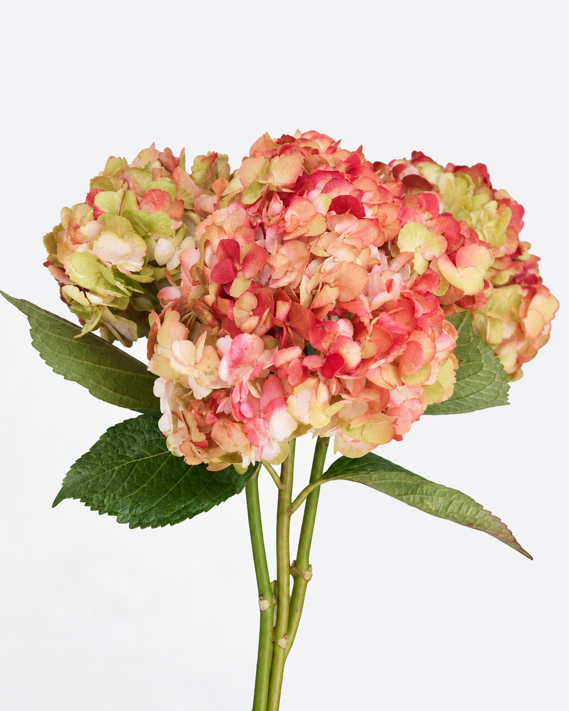 Hydrangea Antique Tinted Jumbo
