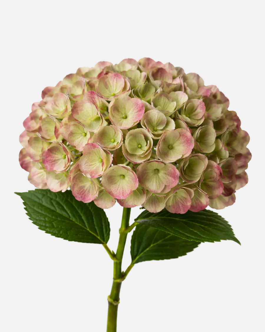 Hortensia Verde Antigua