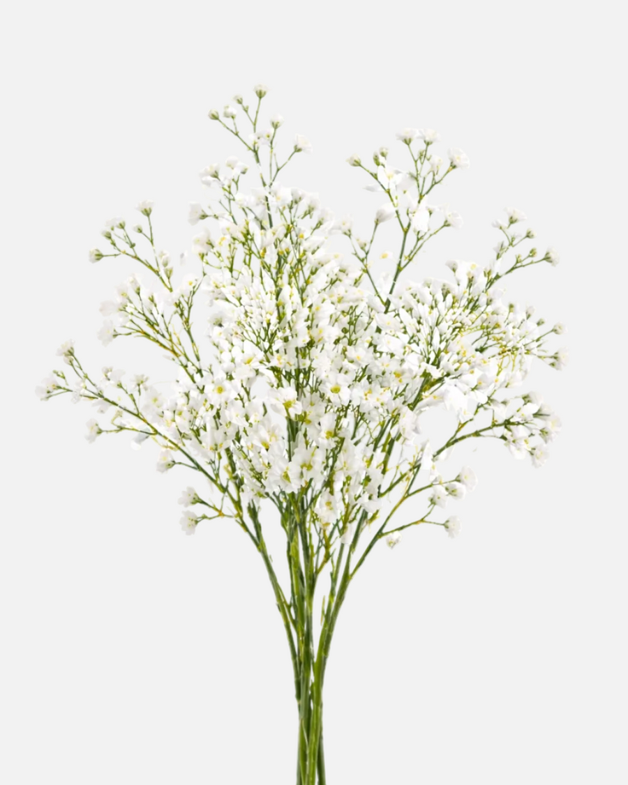 Gypsophila Million Star
