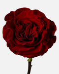 Heart Garden Roses Short