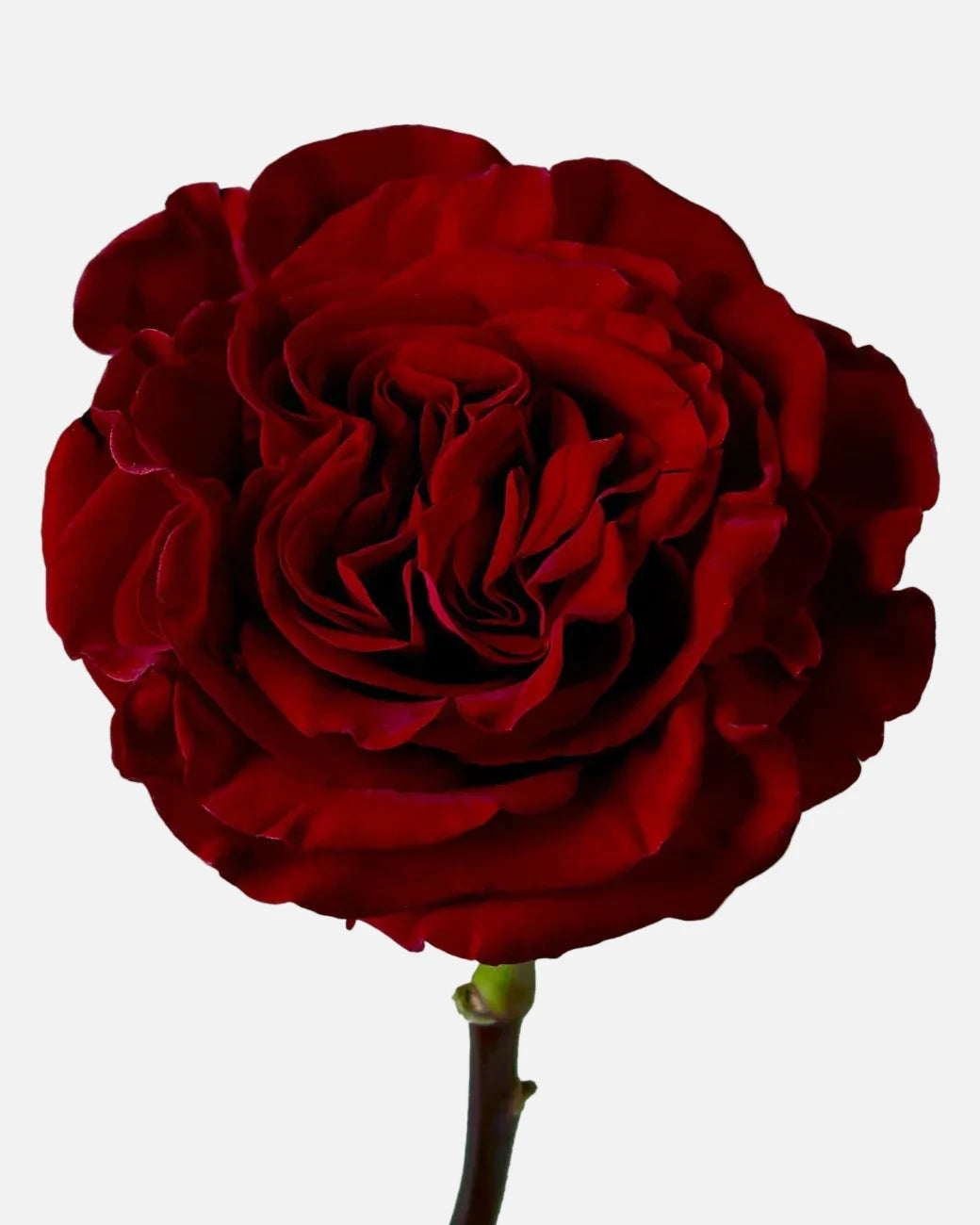 Heart Garden Roses Short