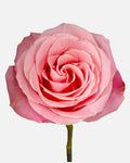 Hermosa Roses Pink Long
