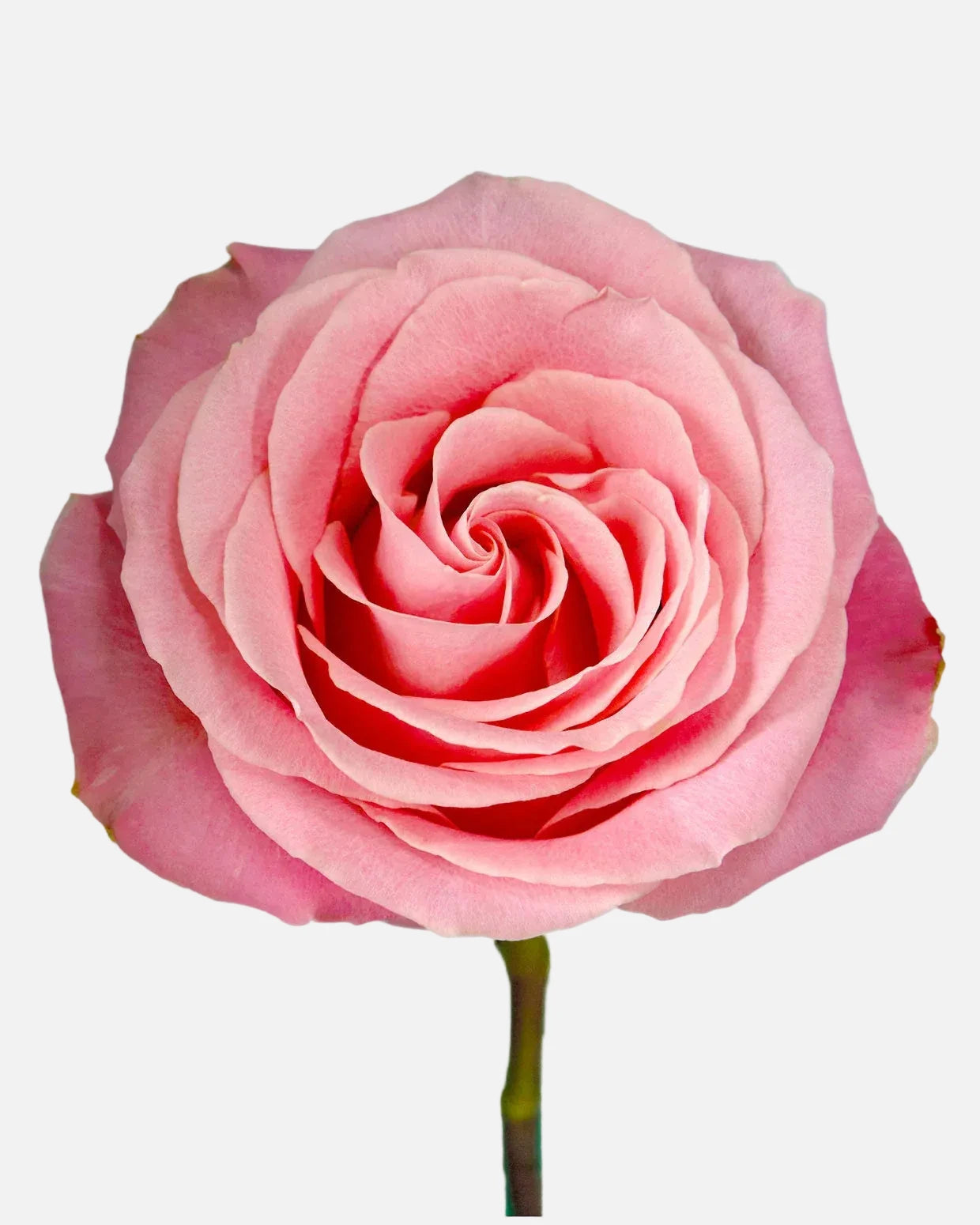 Hermosa Roses Pink Long