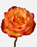 High Magic 2-tone Roses Yellow Long