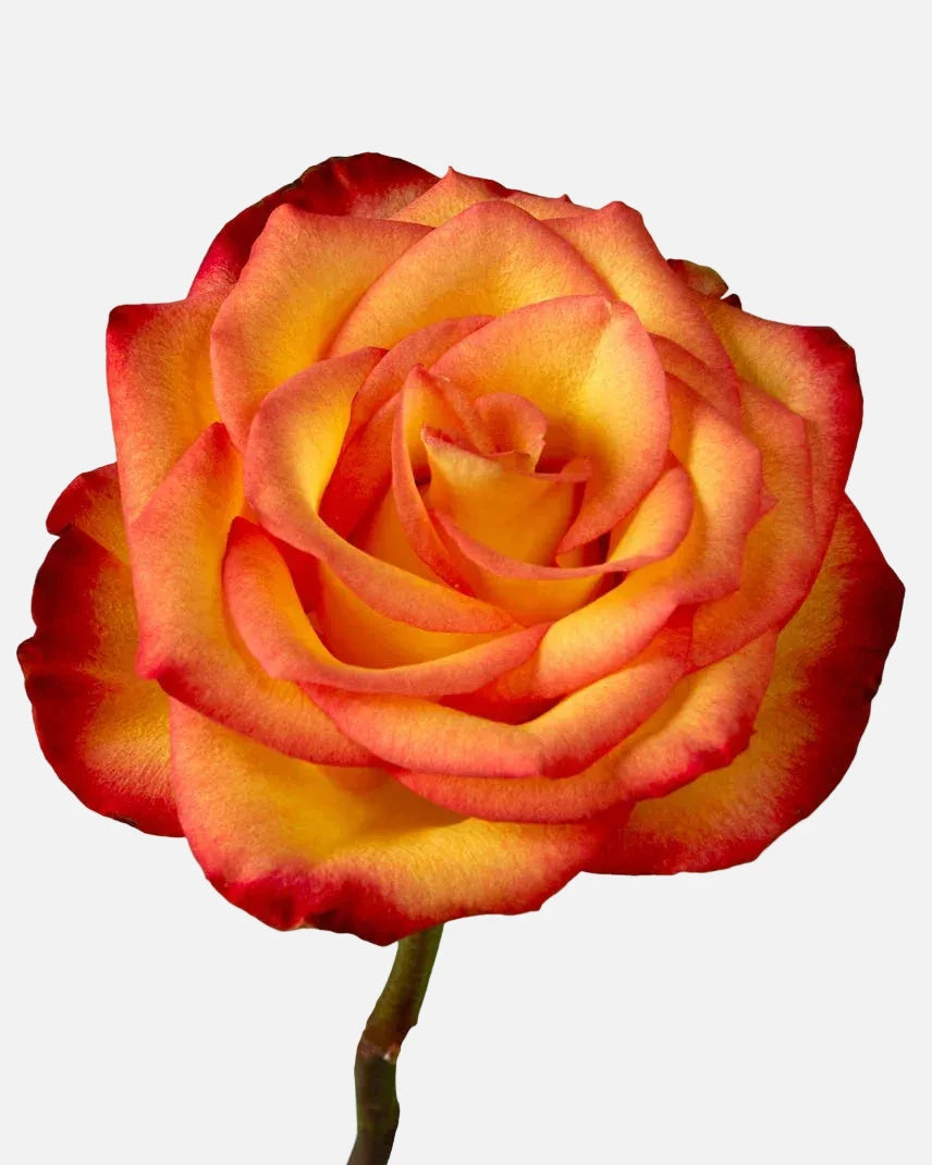 High Magic 2-tone Roses Yellow Long