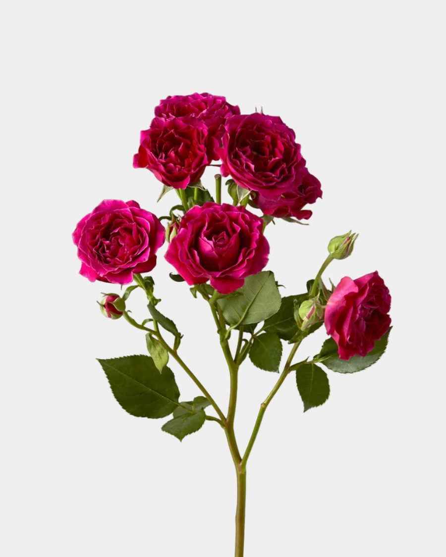 Rosas ramificadas fucsia