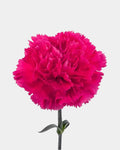 Claveles rosa fuerte