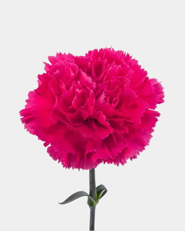 Claveles rosa fuerte