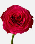 Hotspot Roses Hot Pink Short