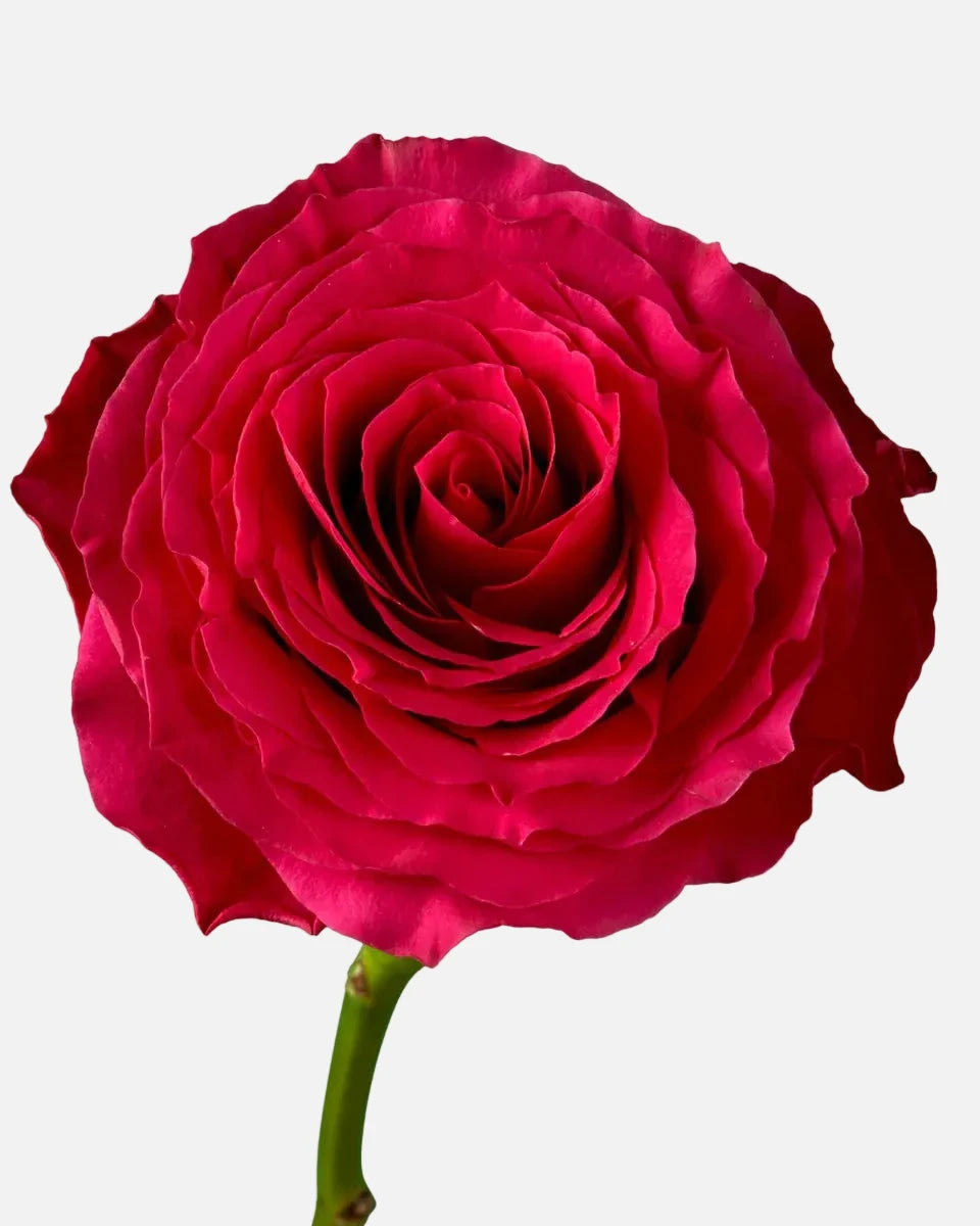 Hotspot Roses Hot Pink Short