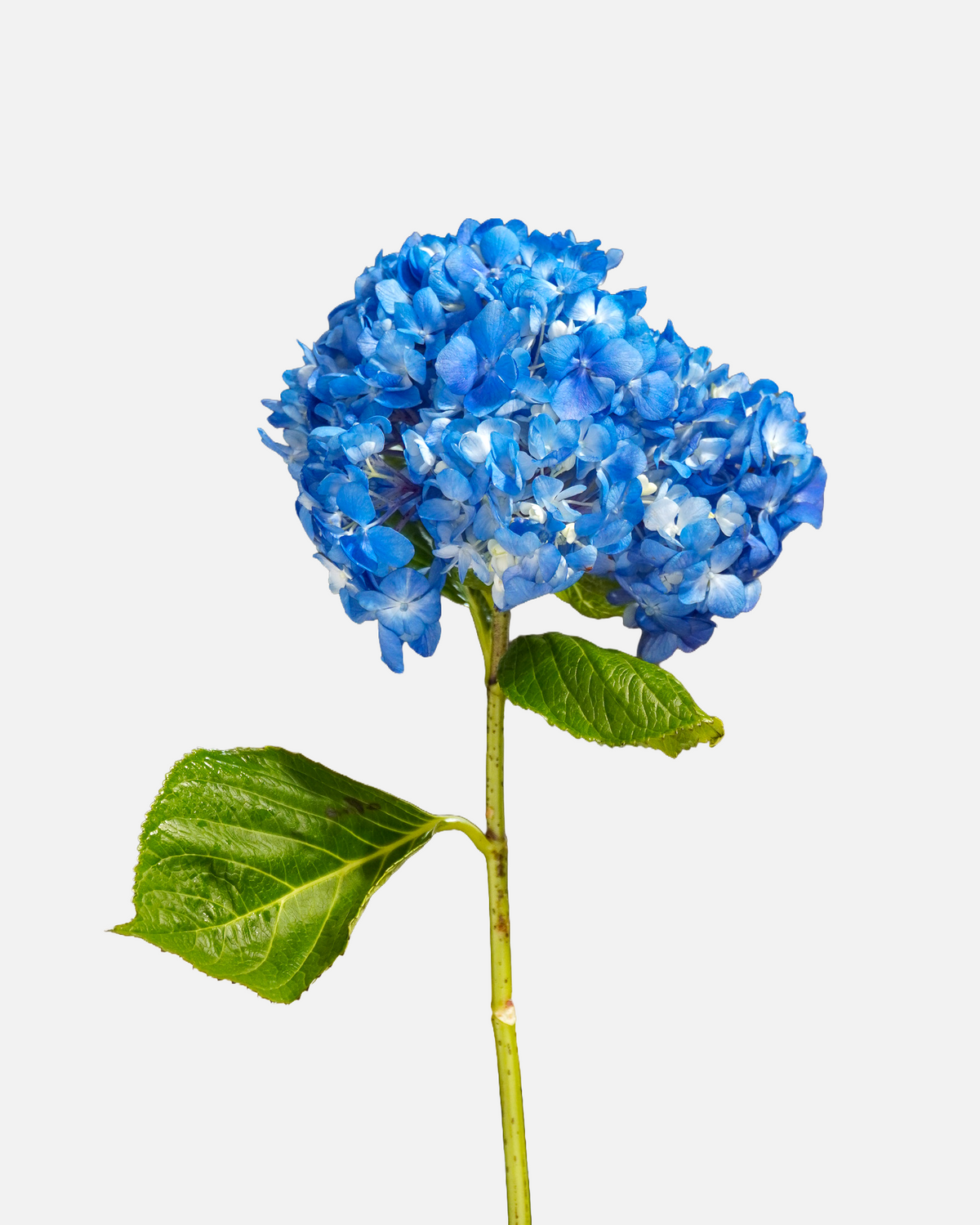 Hydrangea Shocking Blue
