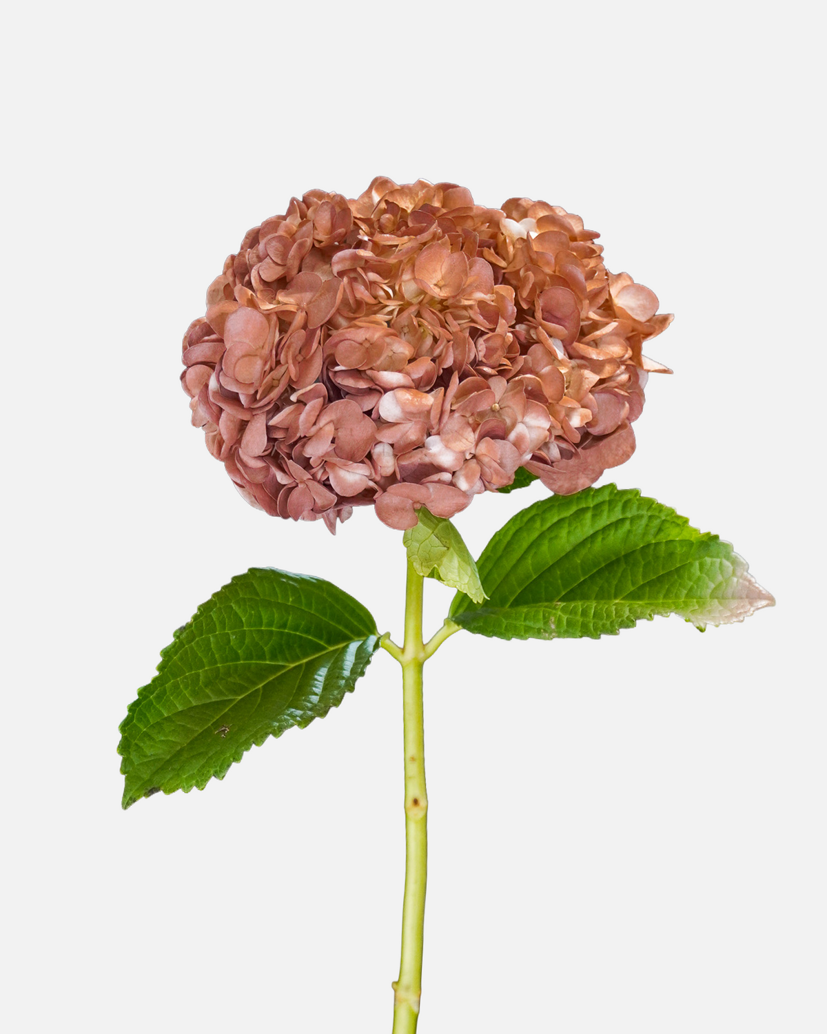 Hydrangea Brown Tinted