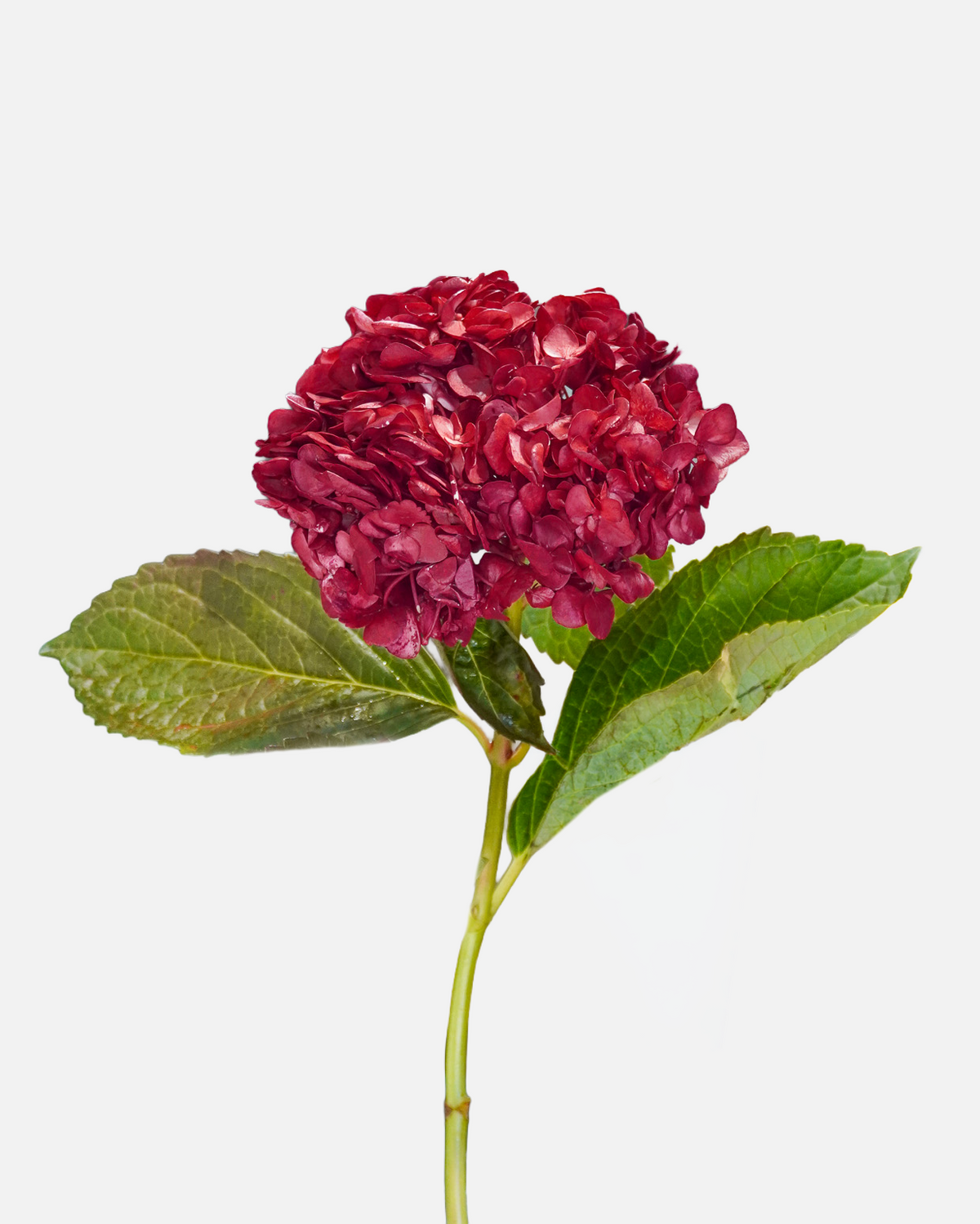 Hydrangea Burgundy Tinted