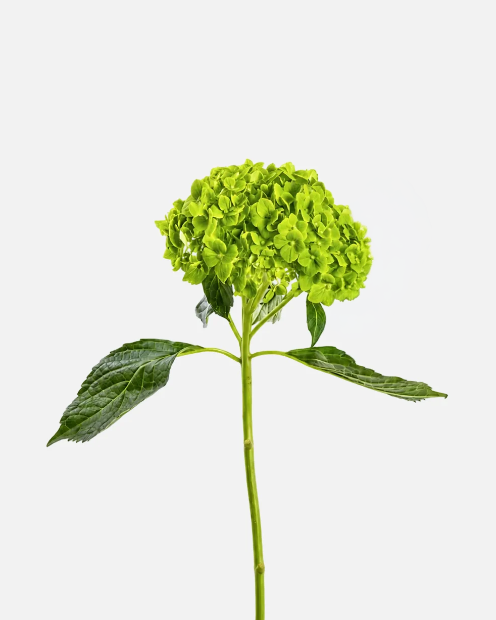 Mini Hydrangea Green