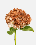 Hydrangea Brown Tinted