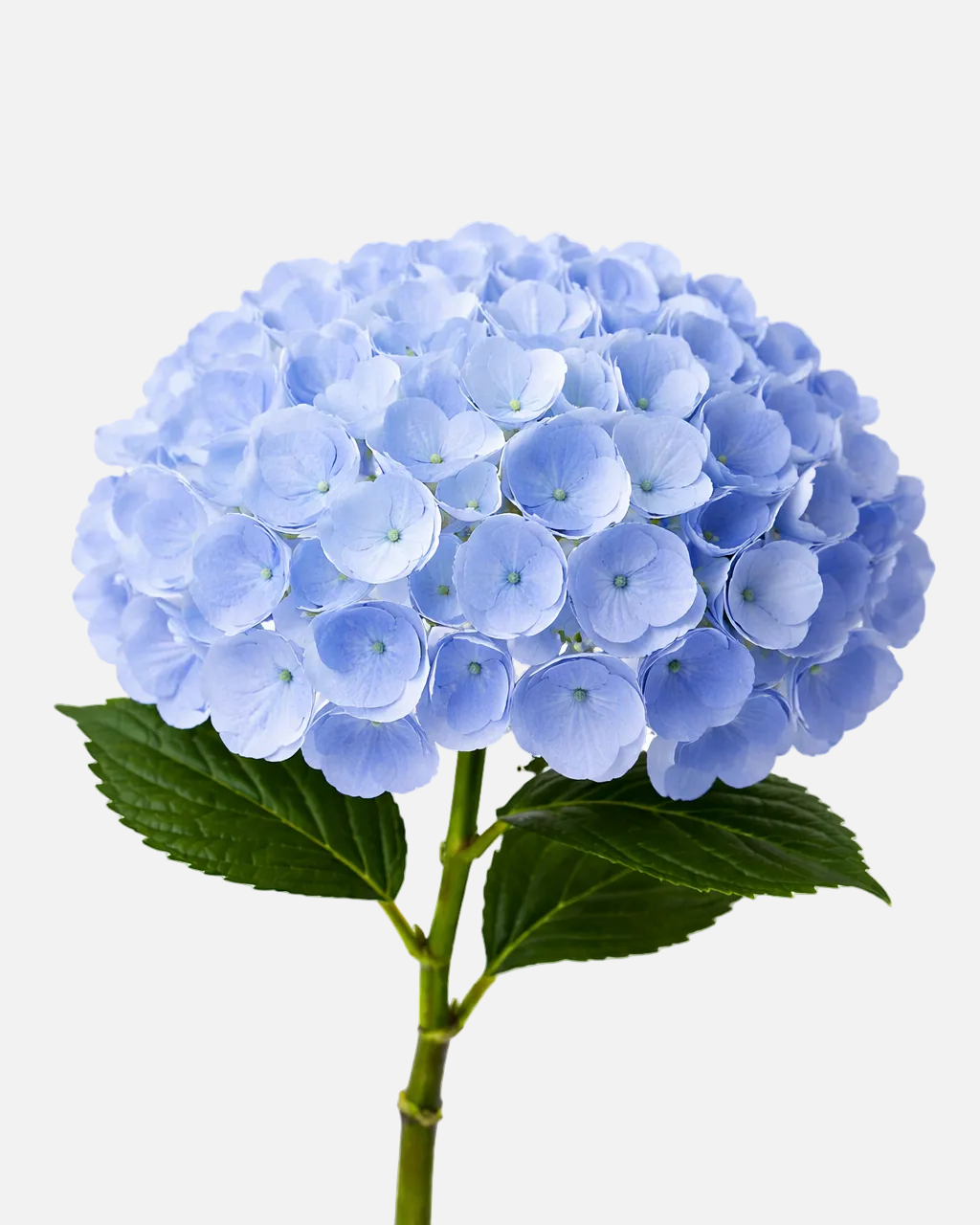 Hydrangea Blue