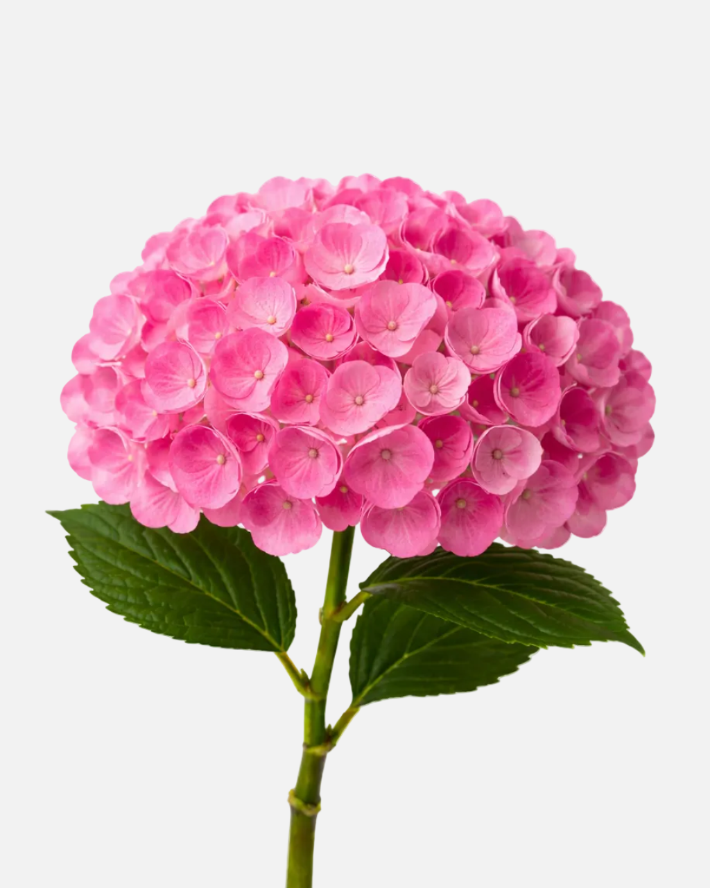 Hydrangea Hot Pink Tinted