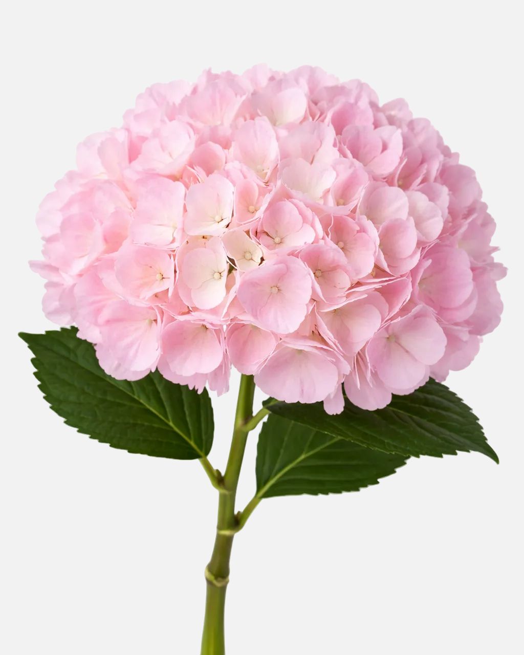 Hydrangea Light Pink Tinted