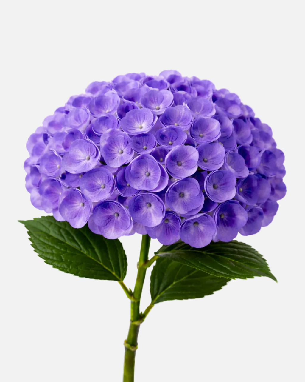 Hydrangea Purple