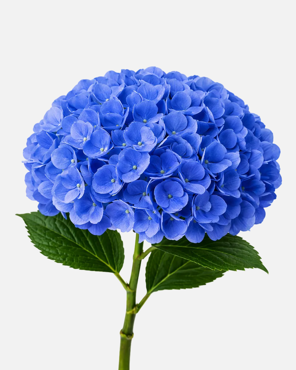 Hydrangea Shocking Blue