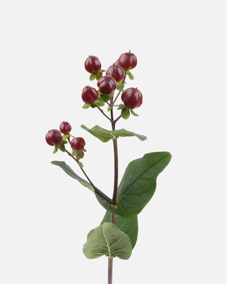 Hypericum Burgundy