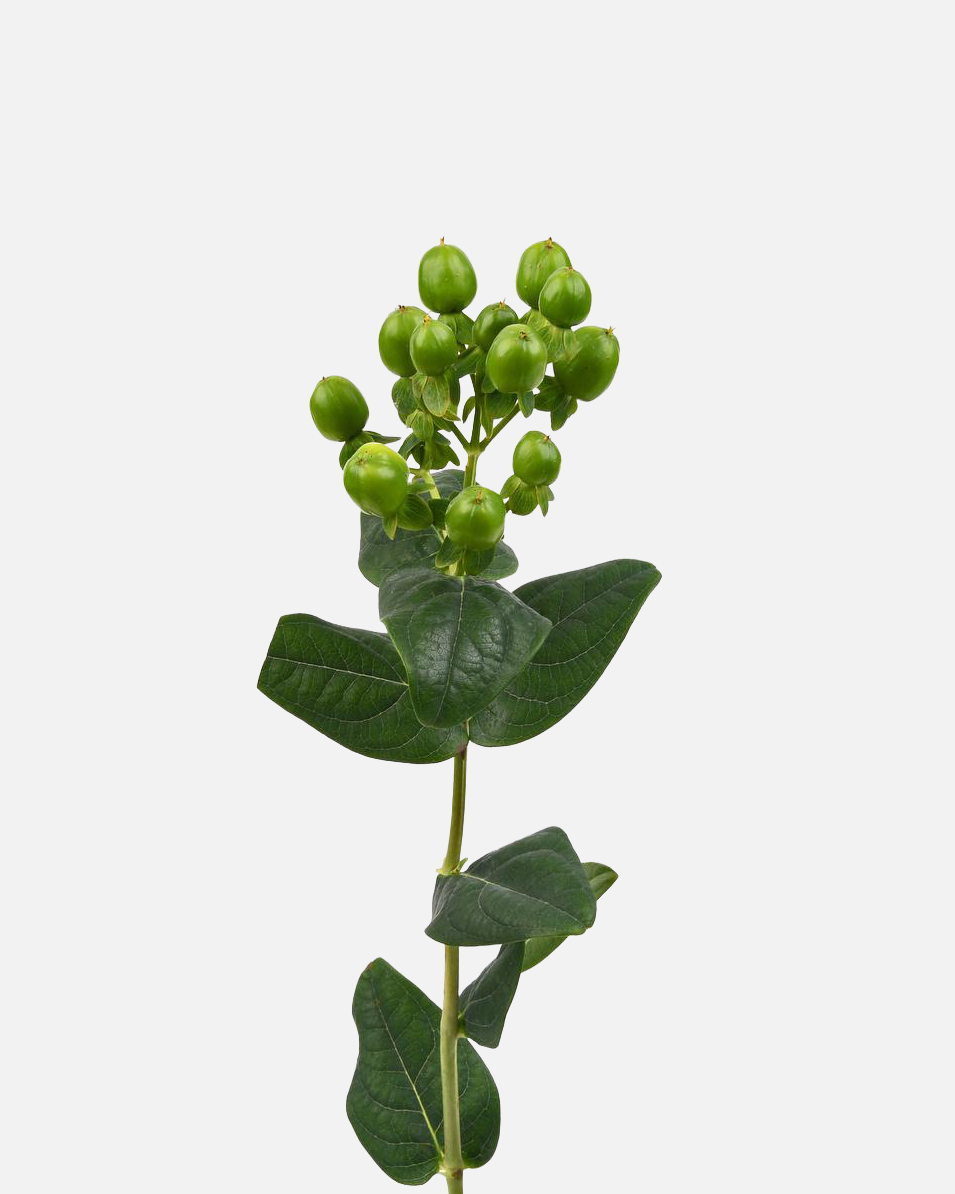 Hipérico Verde