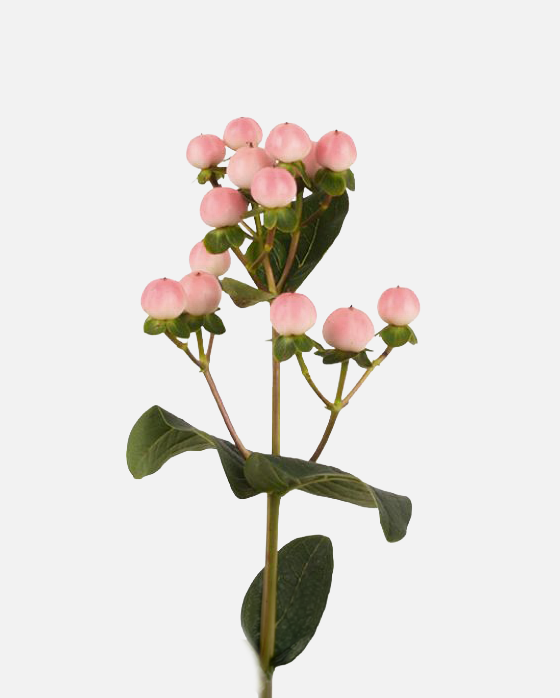 Hipérico Rosa