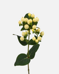 Hypericum blanco