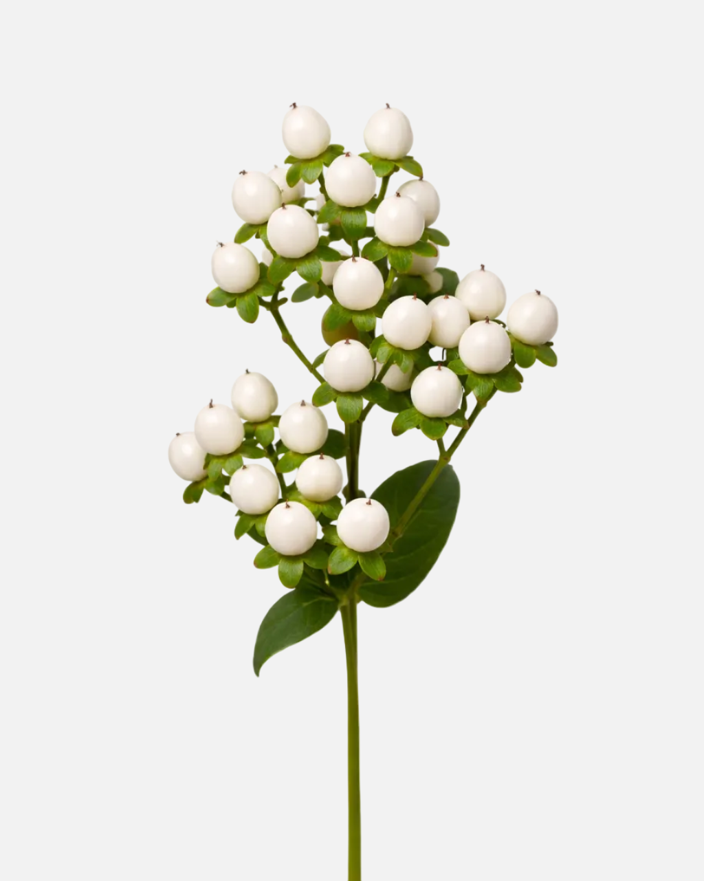 Hypericum White