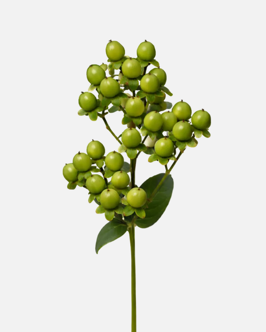 Hipérico Verde