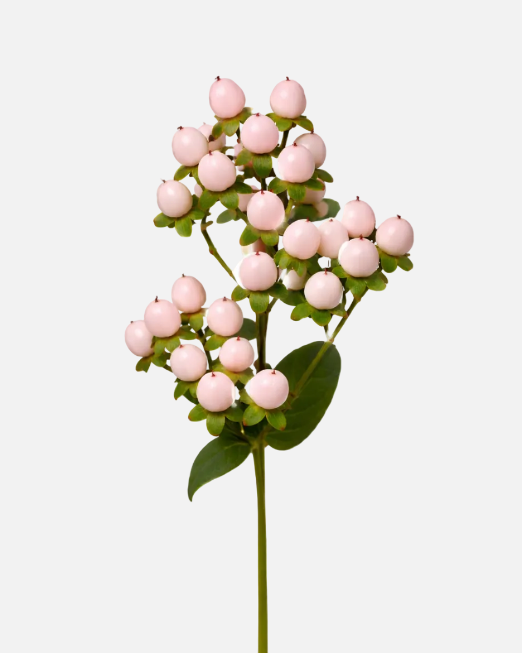 Hypericum Pink