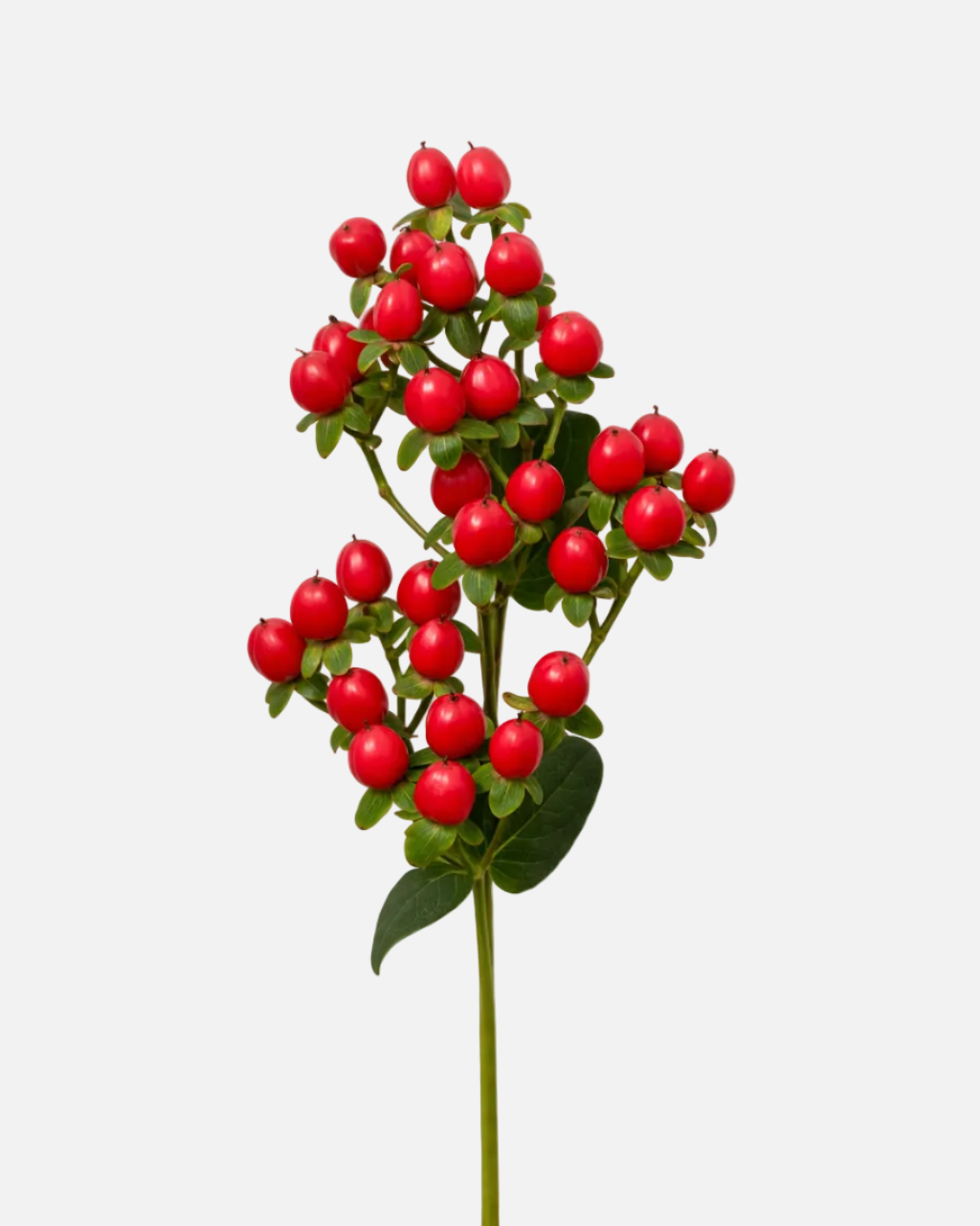 Hypericum Red