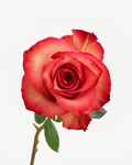 Iguana Roses Long