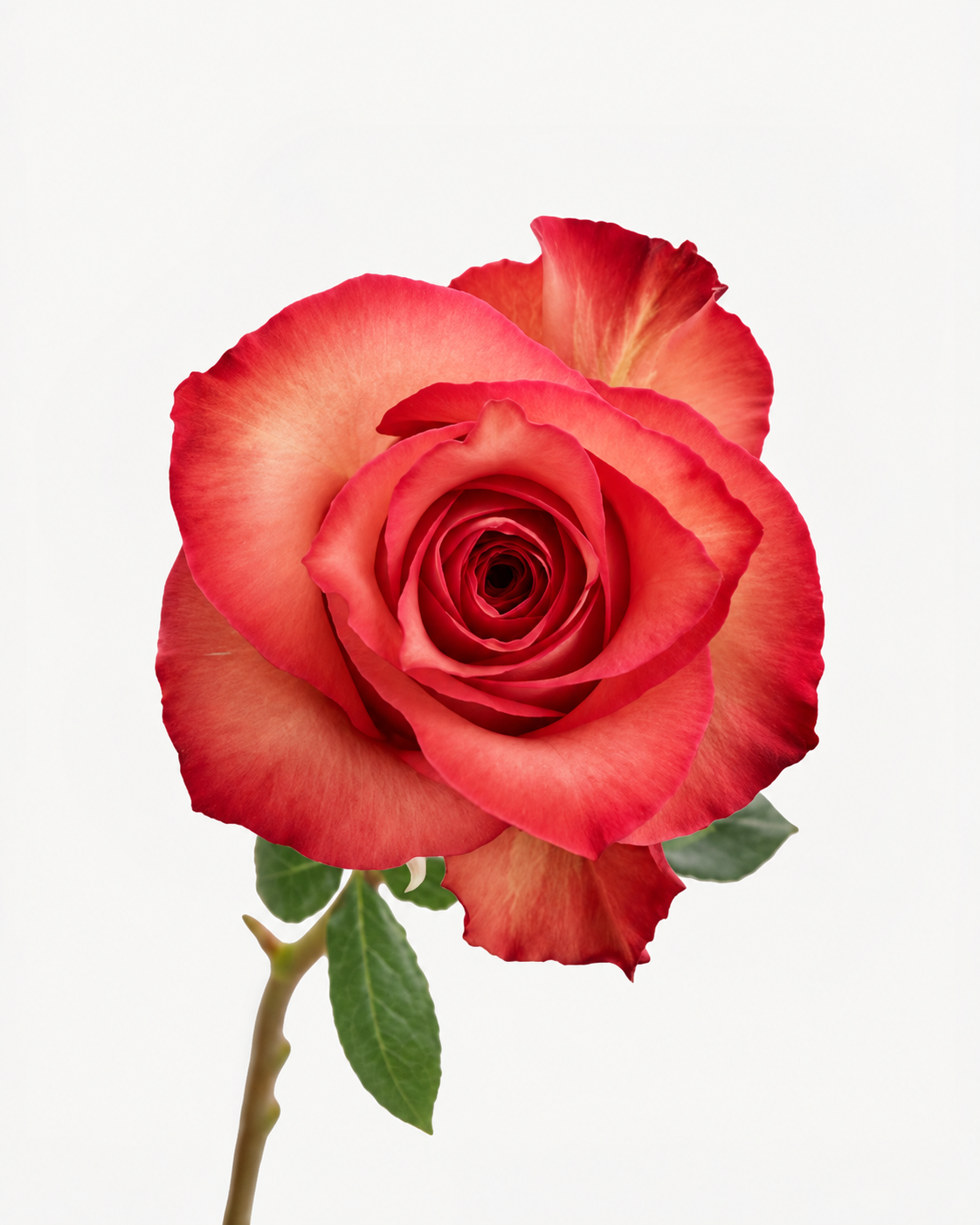 Iguana Roses Long